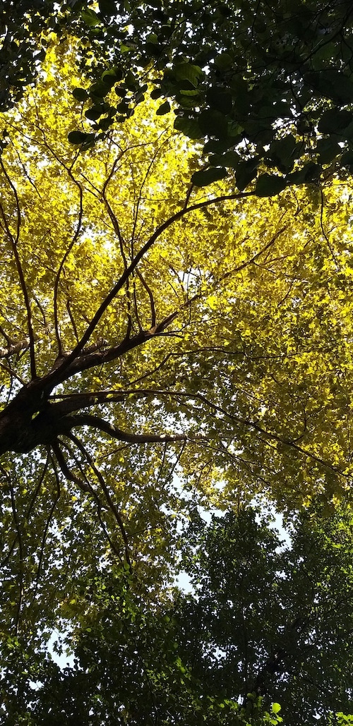 Arbre généalogique — constellation familiale Biarritz Francine Parreno