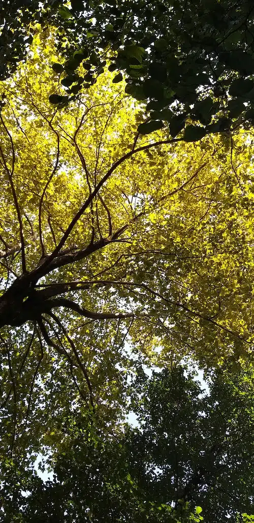 Arbre généalogique — constellation familiale Biarritz Francine Parreno