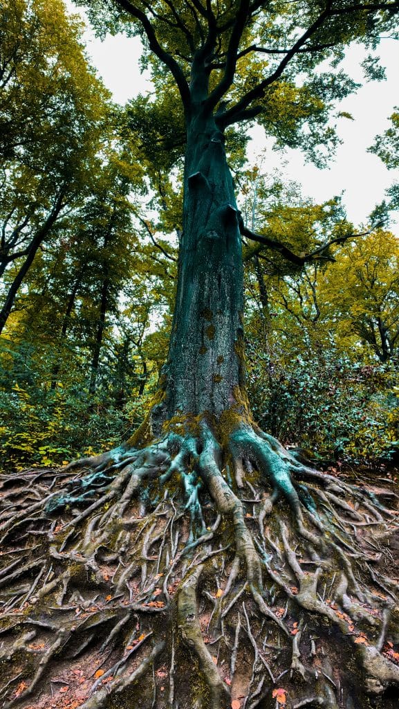 ARBRE RACINE BLEUES